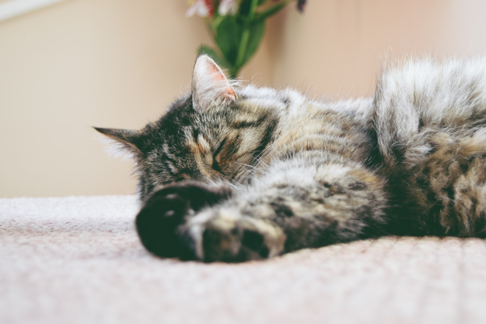 best cats for apartment